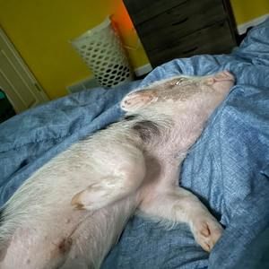 Meet your Posher, Samantha